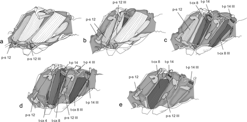 Figure 3a–e. Direct flight muscles of the synthorax of Odonata (Sympetrum cf. striolatum). Muscle homology after Willkommen Citation2008 (modified after Willkommen Citation2008).