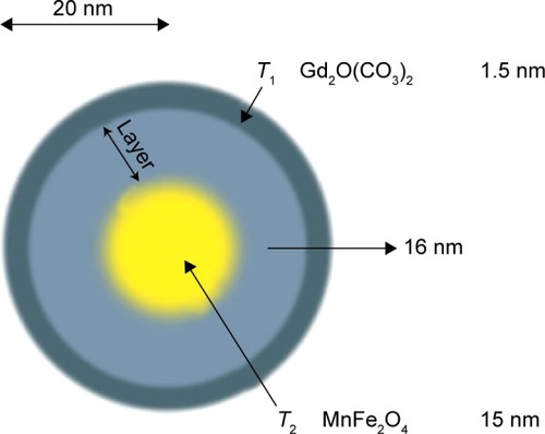 Figure 4 Schematic image of core–shell-type dual-mode nanoparticle contrast agent [MnFe2O4@SiO2@Gd2(CO3)2].Notes: The T1 contrast material is positioned on the shell to have direct contact with the water for high T1 contrast effects, and the superparamagnetic T2 contrast material is located at the core, inducing a long-range magnetic field for the relaxation of water.