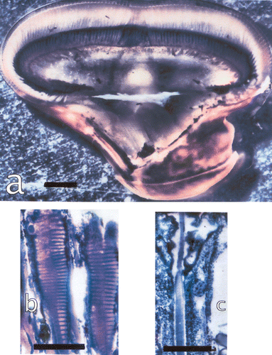 Figure 3. a, The eye of Lysiosquillina maculata showing the varying sizes of ommatidia along a column across the midband. Bar: 1 mm. b, The rhabdom of S. mantis and c, that of L. maculata at same amplification. Bars: 50 µm.