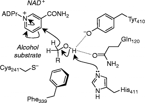 Figure 3 The proposed concerted mechanism of alcohol oxidation by FALDH. Removal of the OH proton by the general base imidazole (of His) leads to transfer of a hydride onto the nicotinamide ring and formation of the aldehyde.