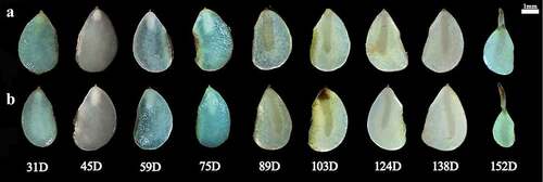 Figure 3. Seed of different development stage (without seed coat). D, the days of seeds growth.