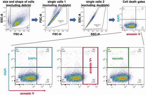 Figure 2. Flow cytometry protocol. We used a series of gates based on side scatter (SSC) and forward scatter (FSC) to isolate single dissociated cells for analysis of their DAPI and annexin V − PE fluorescence. The far right dot plot in the top row is used as an example in the bottom row to illustrate the populations of cells we analyzed: DAPI+, annexin V+, and DAPI+/annexin V−.