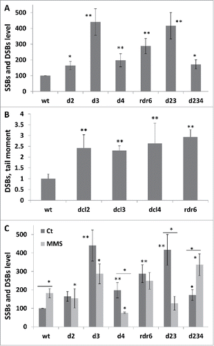 Figure 4. The level of strand breaks in wt and mutant plants SSBs and DSBs levels as measured using the ROPS assay. The data are shown as a percentage to wt (an average with SD), where wt is taken as 100%. The asterisks show a significant difference in the levels of strand breaks between wt and mutant plants. One asterisks is p < 0.05, two – p < 0.01. DSBs levels as measured using the comet assay. The data are shown as an average tail moment (with SD), and all the numbers are related to wt taken as 1. The asterisks (p < 0.01) show a significant difference in DSBs between wt and mutant plants. SSBs and DSBs levels in wt and mutant plants exposed to MMS as measured using the ROPS assay. The data are shown as a percentage to wt control samples (an average with SD), where wt is taken as 100%. The asterisks show a significant difference in the levels of strand breaks either between wt and mutant plants or between MMS treated and control plants (the asterisks over bars). One asterisks is p < 0.05, two – p < 0.01.