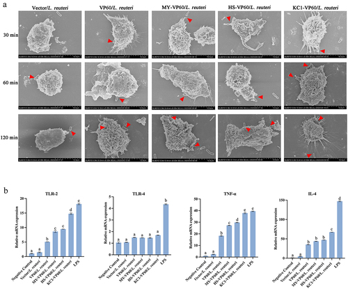 Figure 6. The ability of raMoDCs to recognize and capture recombinant Lactobacillus was evaluated using scanning electron microscopy and the analysis of toll-like receptor and cytokine mRNA levels in raMoDCs (106 cells/mL) in response to Vector/L. reuteri, VP60/L. reuteri, HS-VP60/L. reuteri, KC1-VP60/L. reuteri, MY-VP60/L. reuteri, and LPS (2 µg/mL) stimulation. (a) Scanning electron microscopy images showing the morphology of raMoDCs capturing recombinant Lactobacillus at 30, 60, 120 min. (b) Recombinant Lactobacillus-incubated raMoDCs at a ratio of 1:10 (DCs: recombinant Lactobacillus). RaMoDCs were stimulated by recombinant Lactobacillus and LPS for 12 h. Unstimulated raMoDCs were used as a control. Different letters (a vs. b, a vs. c, b vs. (c) indicate significant differences (p < 0.01) at the same time point.