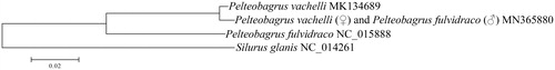 Figure 1. Neighbor-joining phylogenetic tree inferred from amino acid sequence dataset of 13 protein-coding genes. The tree shows the topology based on concatenated data of 13 mitochondrial encoded protein sequences. Reconstruction was performed by MEGA X (64-bit).