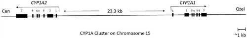 Figure 3. An overview of human CYP1A cluster, located on chromosome 15q22-qter with CYP1A1 reading toward the telomere and CYP1A2 reading toward the centromere (Corchero et al. Citation2001). The distance between the start of transcription of CYP1A1 and CYP1A2 is 23.3 kb. There are 13 XRE (xenobiotic‐responsive element) at the core DNA sequences that may participate in CYP1A induction following activation of the Ah receptor (adapted from Galijatovic et al. Citation2004; Ye et al. Citation2019).