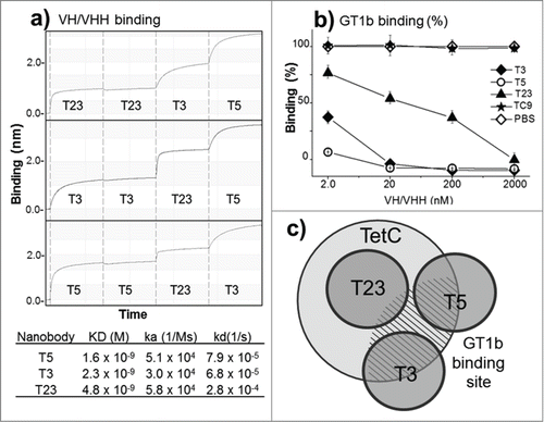 Figure 2. Epitope mapping and in vitro inhibition of TetC binding to GT1b. (a) Epitope binning and affinity measurement to TetC by bio-layer interferometry: The vertical dotted lines separate the steps (30 s) in the sequential exposure of nanobodies to the sensor. (b) Inhibition of GT1b binding of TetC coupled to peroxidase with the 3 VH/VHHs; VHH-TC9 against triclocarbanCitation29 was used as a negative control, all measurements are triplicates. (c) Schematic representation of the VHH epitopes according to the binning analysis and GT1b binding inhibition. The GT1b binding site is represented by the dashed area. The error bars represent the SD of mean value.