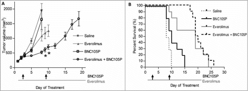 Figure 5. Inhibition of mTOR with everolimus results in synergistic tumor growth inhibition. (A) Tumors were grown to approximately 120–180 mm3. On day 1 of treatment, animals (n = 10/group) were treated with either saline, everolimus, BNC105P or everolimus and BNC105 for 21 d A significant reduction in tumor size compared to everolimus alone was observed Day 9 and 10 (p < 0.05). (B) Overall survival.