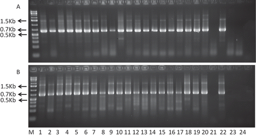 Fig. 1. Detection of Switchgrass mosaic virus in individual leafhoppers. Panel A: RT–PCR using B287 primer for RT and B88 and B89 primer pairs for PCR. Panel B: RT–PCR using B287 primer for RT and B305 and B89 for PCR. M = GeneRuler 1Kb plus (Fermentas); Lanes 1–5: Fleximiana atlantica (FA); Lanes 6–10: Graminella morhi (GM); Lanes 11–15: G. aureovitatta (GA); Lanes 16–20: Myndus ovatus (MO); Lane 16: Switchgrass leaf from plant on which FA obtained directly from the field were maintained; Lane 17: Switchgrass leaf from plant on which FA obtained directly from the field were maintained; Lane 18: Switchgrass leaf from plant on which GA obtained directly from the field were maintained; Lane 19: Switchgrass leaf from plant on which GM obtained directly from the field were maintained; Lane 20: leaf from uninfested, SwMV-negative switchgrass plant (negative control). FA, GA, GM were leafhoppers, while GO was a planthopper.