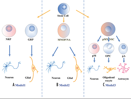 Figure 1 Three proposed models for the genesis of CNS cell components. (A) Model1, NRP/GRP model; (B) Model2, MNOP model; (C) Model3, Sequential model. NRPs, neuronal restricted progenitors; GRPs, glial restricted progenitors; MNOP, motoneuron and oligodendrocyte common progenitor; NA, neuron and astrocyte common progenitor; OPC, oligodendroctye precursor; pA, astrocyte precursor; pM, motoneuron precursor.