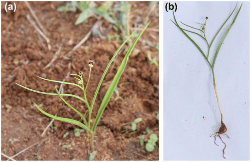 Figure 2. Vegetative and reproductive morphology of Camptorrhiza strumosa depicting (A) growth habit and (B) entire plant. Photographs by A. Maroyi.