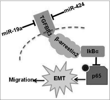 Figure 7. A diagram of miR-19a- and miR-424-mediated down-regulation of TGFBR3 expression. Down-regulation of TGFBR3 resulted in the promotion of migration, and EMT in tongue squamous cell carcinoma cells. TGFBR3 is a direct target for miR-19a and miR-424. β-arrestin 2 facilitates the interaction between TGFBR3 and IκBα and is required for TGFBR3-mediated inhibition of p-p65, EMT and migration in CAL-27 cells.
