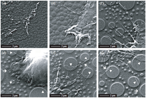 Figure 1. Scanning electron microscope (SEM) images of hFOB cells on (a) 11 nm, (b) 38 nm, and (c) 85 nm islands after cultured for 24 h. Additional SEM images of hFOB cells cultured on 85 nm islands after (d, e) 3 h and (f) 24 h. Arrowhead and arrow indicate the interaction with the top and other portions of island respectively. Images reproduced with permission from [Citation42].