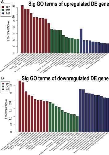 Figure 4 GO analysis of differentially expressed genes. (A and B) The bar graphs indicate the 10 GO entities upregulated (A) and downregulated (B) between NS and normal tissues according to statistical significance threshold.
