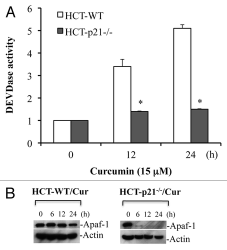 Figure 9 p21 deficiency reduces Apaf-1 expression and inhibits curcumin-induced caspase activation. HCT116 WT and HCT116-p21-/- cells were treated with curcumin (Cur) (15 µM) for the indicated times. At the end of treatment, cells were harvested and equal amounts of protein (50 µg) were subjected to caspase 3 activity measurements, or protein gel blotting for Apaf-1. Actin serves as a loading control. HCT-WT, HCT116-WT cells; HCT-p21-/-, HCT116-p21-/--deficient cells. Data are mean ± SD of three independent experiments. *p < 0.01.