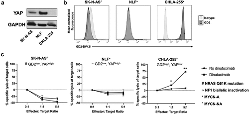 Figure 1. YAP expression is high in neuroblastoma cell lines that are resistant to anti-GD2/γδ T cell immunotherapy. A, Western blot of YAP expression in the neuroblastoma cell lines, SK-N-AS, NLF, and CHLA-255. GAPDH is the loading control. B, Mean normalized fluorescence of GD2 cell surface expression by flow cytometry in SK-N-AS, NLF, and CHLA-255. C, Percentage specific lysis after 4-hour cytotoxicity assays between γδ T cells (effector) and the neuroblastoma cell lines (target), CHLA-255, NLF and SK-N-AS at effector: target (E:T) ratios of 0:1, 1:1, and 5:1 with or without the addition of the anti-GD2 monoclonal antibody, dinutuximab. For CHLA-255, 1:1, *p = 0.0235, 5:1, **p = 0.0072. All other differences are not statistically significant.