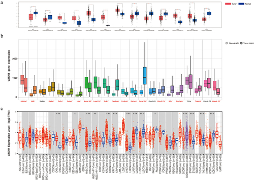 Figure 1. VASH1 expression level in human pan‐cancer and normal tissue. (a) GEPIA database, (b) TNMplot database, (c) TIMER database.