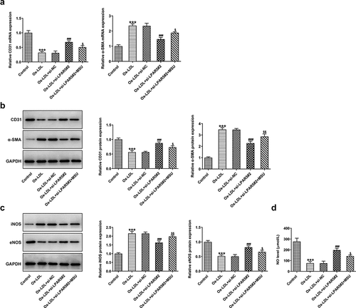 Figure 5. Activation of NLRP3 inflammasome signaling abrogated the effects of LPAR5 deletion on ox-LDL-induced endothelium dysfunction of HUVECs. (a) CD31 and α-SMA mRNA expression levels were evaluated using RT-qPCR. (b) Evaluation of CD31 and α-SMA protein expression with western blotting. (c) Detection of iNOS and eNOS protein expression by means of western blot analysis. (d) The secretion of NO was analyzed with commercially available kit. ***P < 0.001 vs. control; ###P < 0.001 vs. ox-LDL+si-NC; $P < 0.05, $$P < 0.01, $$$P < 0.001 vs. ox-LDL+si-LPAR5#2