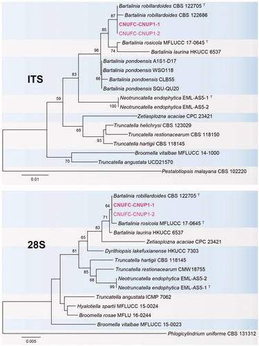 Figure 2. Phylogenetic tree based on neighbor-joining analysis of internal transcribed spacers (ITS rDNA) and 28S rDNA sequences of B. robillardoides CNUFC-CNUP1-1 and B. robillardoides CNUFC-CNUP1-2. Pestalotiopsis malayana and Phlogicylindrium uniforme were used as outgroups. Bootstrap support values of ≥50% are indicated at the nodes. The bar indicates the number of substitutions per position.