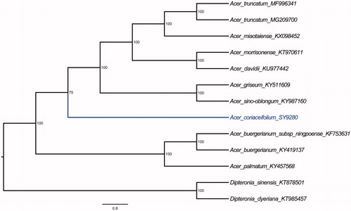 Figure 1. Maximum likelihood phylogenetic tree of Acer coriaceifolium.