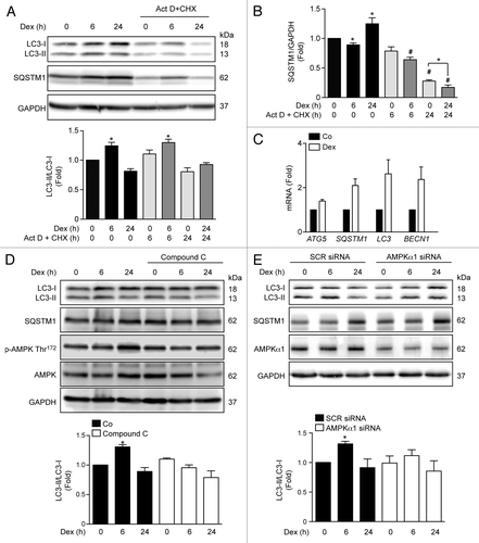 Figure 2. Western blot analysis of LC3, SQSTM1 and GAPDH in Dex, and/or Act D and CHX incubated L6 myotubes for indicated time points (A). Quantification of SQSTM1/GAPDH presented in (A) (B). Quantification of ATG5, SQSTM1, LC3, and BECN1 mRNA levels of control and Dexamethasone incubated L6 myotubules (C). Western blot analysis of LC3-II, SQSTM1, phosphorylated and total AMPK and GAPDH in compound C treated L6 myotubes incubated with Dex for indicated time points (D). Western blot analysis of LC3-II, SQSTM1, AMPKα1, and GAPDH in SCR and AMPKα1 knockdown L6 myotubes incubated with Dex for indicated time points (E). Data: mean ± SEM of at least 3 independent experiments. Statistically significant differences were calculated using ANOVA in combination with a Tukey test for group comparison. *P < 0.05 vs. control, #P < 0.05 vs. Dex.