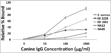 Figure 2. Binding of canine IgG to protein A on S. pseudintermedius (dose-response). A dose-response effect observed when varying concentrations of canine IgG ranging from 10 μg/ml-1000 μg/ml was reacted with S. pseudintermedius. The values represent average from three independent experiments. (P < 0.05 was considered significant). Data for isolates representing ST 68 (06-3228), ST 71 (08-1661) and ST 84 (NA45) have been presented.