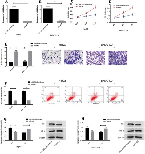 Figure 2 Overexpression of miR-26a-5p inhibited proliferation and invasion of HCC cells in vitro and promoted their apoptosis. (A, B) HepG2 and SMMC-7721 cells were transfected with miR-26a-5p mimetic or miR-NC, and miR-26a-5p expression was increased in HepG2 and SMMC-7721 cells by qRT-PCR. (C, D) Overexpression of miR-26a-5p inhibited cell proliferation of HepG2 and SMMC-7721 cells. (E) Overexpression of miR-26a-5p inhibited cell invasion of HepG2 and SMMC-7721 cells. (F) Overexpression of miR-26a-5p promoted apoptosis of HepG2 and SMMC-7721 cells. (G, H) Overexpression of miR-26a-5p promoted the expression of pro-apoptotic protein Bax and inhibited the expression of anti-apoptotic protein Bcl-2 in HepG2 and SMMC-7721 cells. *Indicates P < 0.05.