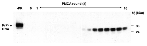 Figure 1. Formation of PrPSc molecules de novo during serial PMCA propagation of unseeded purified substrates.Citation15 western blot showing unseeded samples containing PrPC plus poly(A) RNA substrate subjected to 16 rounds of sPMCA, serial dilution, and propagation in a rigorously prion-free environment. A sample not subjected to proteinase K digestion is shown in the first lane as a reference for comparison of electrophoretic mobility (-PK). All other samples were subjected to limited proteolysis with proteinase K. Reproduced with permission from reference Citation15.