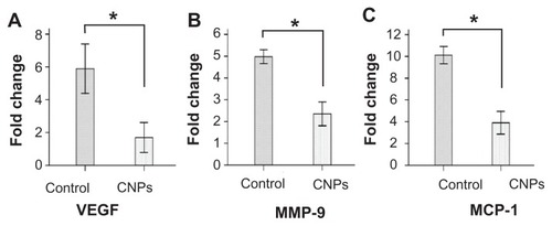 Figure 7 Celastrol nanoparticles inhibit the expression of angiogenic genes. Corneas were harvested on day 6 after surgery, followed by messenger ribonucleic acid expression analysis using real-time reverse transcription-polymerase chain reaction. Normal corneas were used as the control. Messenger ribonucleic acid expression of vascular endothelial growth factor, matrix metalloproteinase 9, and monocyte chemoattractant protein 1 in the normal corneas were arbitrarily set as 1.0. The y-axis shows the mean of the relative messenger ribonucleic acid expression of a certain gene compared to the normal cornea gene. Celastrol nanoparticles decreased the expression of (A) vascular endothelial growth factor, (B) matrix metalloproteinase 9, and (C) monocyte chemoattractant protein 1 messenger ribonucleic acid in the cornea on day 6 after surgery.Notes: The data are presented as mean ± standard deviation. Statistical significance is based on the difference when compared with the control; *P < 0.001.Abbreviations: CNPs, celastrol nanoparticles; MCP-1, monocyte chemoattractant protein 1; MMP-9, matrix metalloproteinase 9; VEGF, vascular endothelial growth factor.