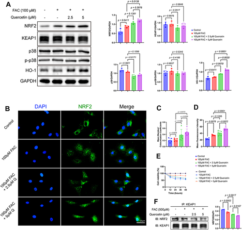 Figure 6 Quercetin alleviated FAC-induced ferroptosis in chondrocytes via NRF2/KEAP1 pathway. (A) Protein analysis of NRF2, KEAP1, p38, p-p38, HO-1 and GAPDH, and quantification of NRF2, KEAP1, p38, p-p38 and HO-1. (B) Immunofluorescence of NRF2 showing nuclear translocation of NRF2 under different conditions. Blue: DAPI; Green: NRF2. (C) Mean Manders’ Colocalization Coefficients of NRF2 (n = 5). (D) Mean fluorescence intensity of NRF2 (n = 5). (E) Viability curves of chondrocytes under different conditions. (F) Immunoprecipitation results. Immunoprecipitation was performed using the Anti-KEAP1 antibody, followed by Western blot analysis of KEAP1 and NRF2. Data represent the mean ± SD.
