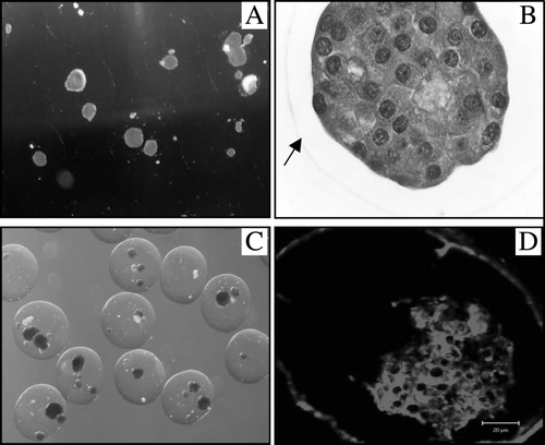 Figure 5.  Direct light microscopy photos with DTZ (A, 40×) and H&E (B, 400×) staining of the retrieved capsules at 130 days after transplantation. The arrow indicates the border of the capsule. DTZ (C, 40×) and insulin fluorescent stained (D, Confocal Microscopy) pictures of the retrieved capsules at day 329 after transplantation.