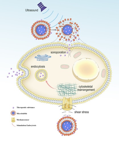 Figure 1 Biological effects of cavitating microbubbles. After ultrasound exposure, microbubbles rupture near the cell membrane, leading to the formation of sonoporation. This allows the therapeutic substance to diffuse passively into cells. The shear stress generated by microbubble cavitation results in cytoskeletal rearrangements, altering the membrane tension. The change of cell membrane tension can be sensed by mechanosensors, thus modulating the process of endocytosis.