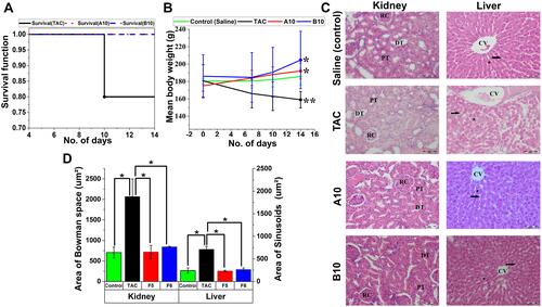 Figure 5 In vivo toxicological assessment (II): (A) Kaplan-Meier survival curve for the overall survival of rats during sub-acute toxicity study. (B) Mean body weight (mean ± SEM) [* significantly increase vs 0-time, ** significantly decrease vs 0-time, P≤ 0.05]. (C) Photomicrographs of H and E stained kidney sections of rats treated with TAC, A10, and B10 showing renal cortex of renal corpuscle (RC), proximal (PT) and distal (DT) tubules and liver sections showing central vein (CV), radiated hepatic cords (*) and hepatic sinusoids (arrows) (original magnifications ×400) and (D) kidney (Bowman space area) and liver (sinusoids area) histological scores of TAC, A10, and B10 treated groups [* P≤ 0.05 vs TAC, mean ± SD].