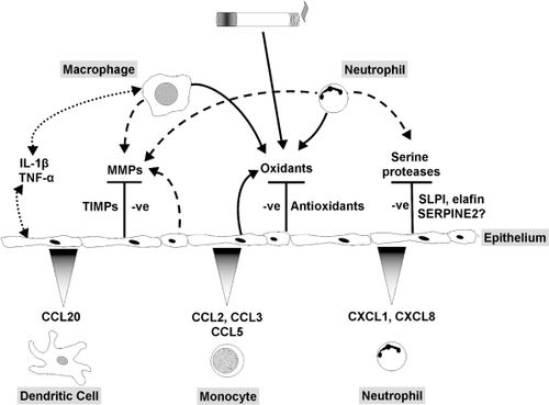 Figure 4 Role of the pulmonary epithelium in cigarette smoke-induced inflammation. The pulmonary epithelium combats leukocyte-derived oxidants and free radicals in cigarette smoke via release of antioxidants. Serine proteases are blocked by low molecular weight inhibitors, SERPINS and TIMPs. Induction of cytokine release by macrophages and epithelial cells and autocrine/paracrine activation of the epithelium stimulates chemokine release and recruitment of monocytes, neutrophils and dendritic cells. In COPD the epithelial defense mechanisms are overwhelmed, leading to increased oxidative stress and proteolytic load, together with leukocyte recruitment, resulting in a chronic cycle of inflammation that may be independent of cigarette smoke exposure.