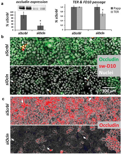 Figure 1. CacoBBe cells with transient knockdown of occludin.Characterization of transient occludin knockdown (siOcln) in Transwell-grown CacoBBe cells at days 7–8 (a) Occludin protein expression by Western blot analysis in CacoBBe cells treated with non-target (siScrbl) or occludin-targeting siRNA (siOcln). The inset shows a representative blot at 58–65 kDa and the diagram depicts relative expression (mean ± SD; n = 5). TER and FITC-dextran-10 kDa (FD10) passage are shown (mean ± SD; from 2 experiments with n = 4). (b) Corresponding occludin immunostaining, nuclei staining and tracer dextran passage (sw-D10). Image display thresholds were set to values that yield a siSrbl/siOcln signal ratio of occludin image signal that is directly comparable to Western blot results from (a). Local expression of occludin is below detectable levels in many cells but passage of tracer dextran (sw-D10) absent. Arrows indicate sites of tracer passage. (c) This is still true when analyzing the low signal range of occludin in the same image (increasing very low signal for display while producing saturated pixels where there is a high signal originally) as shown in red (saturated) and blue (zero) using a HiLo look-up table for image display.