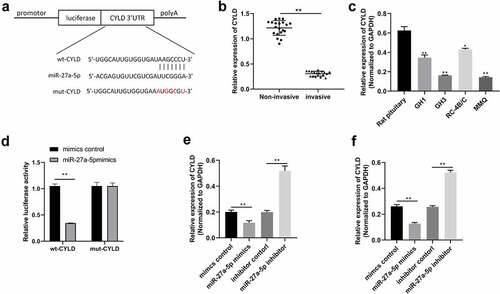 Figure 4. miR-27a-5p directly targeted CYLD. (a) The predicted miR-27a-5p binding sites in CYLD mRNA were revealed using Targetscan, and the mutated 3'UTRs of CYLD mRNA are shown. (b) Relative CYLD levels in human PitNET tissues were examined by qRT-PCR. (c) Relative CYLD levels in rat PitNET cells were determined by qRT-PCR. (d) The binding relation between CYLD and miR-27a-5p was assessed by luciferase reporter assay. (e) CYLD mRNA levels were detected by using qRT-PCR in MMQ and GH3 cells transfected with miR-27a-5p mimics or inhibitors. *p < 0.05; **p < 0.01.