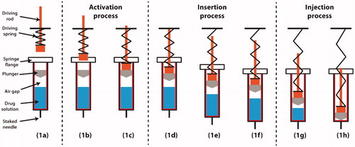 Figure 1. Typical operation procedure of a spring-actuated autoinjector. (a) Configuration and terminology. (b) Driving rod accelerated by a pre-compressed spring. (c) Driving rod impact onto the plunger. (d) Sliding motion of plunger and air gap compression. (e) Needle insertion into the skin. (f) Completion of needle insertion. (g) Injection of drug product. (h) Completion of drug delivery.