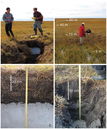 FIGURE 5. Photographs of the study area with variable active layer and permafrost conditions. (a) Researchers pulling the GPR unit over a test pit on a hummock. (b) Researchers recording vegetation conditions along the survey line showing approximate distances corresponding to hummocks and depressions in Figures 3 and 4. (c) A test pit on a hummock showing an ∼30 cm organic layer on top of ice. (d) A test pit in a depression showing a 30 cm organic layer on top of fine gray silt.