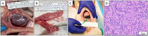 Figure 6. Necropsy - Specialty Diet Acute Pigs. Necropsy revealed no gross damage within the abdomen in situ (A). When excised in tota no damage was found on the exterior of the pancreas (B), nor other organs (liver, spleen, intestines) not shown, representative of pigs SD-1 and SD-2. With laxative, simethicone, and custard pretreatment protocol, there was significantly less bruising in prefocal bowel (C) indicated by the green arrow. Bruising around the treatment area was more concentrated than on the bowel but was still less intense than in the pilot group for pig SD-4. Histological staining of the pancreas revealed some loss of pancreatic tissue architecture at the periphery of lobules with the expansion of the interlobular tissue by flocculent debris, representative of pigs SD-3 and SD-4(D).