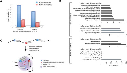 Figure 2. Enhancer-like promoters are preferentially associated with cell defense functions. (a) Percentage of active enhancer at TSS-proximal regions based on whole genome STARR-seq experiments preformed in HeLa-S3 cells in the presence or absence of the TBK1/IKK inhibitor BX-795 and the PKR inhibitor C16 (IFN inhibitors). Data was retrieved from [Citation14] and reanalyzed using the GREAT tool [Citation40]. (b) Enrichment of biological process for TSS-proximal (< 1kb) or distal enhancers identified in the present or absence of IFN inhibitors. (c) Model of enhancer-like promoters and gene regulation. Under certain conditions (interferon signaling, stress response or other cell stimulations), chromatin interactions place promoters in close physically proximity (transcription factories), facilitating the recruitment of transcription factors and RNA-PolII necessary for the transcription of their associated genes. The presence of an enhancer-like promoter (Epromoter) within a cluster of co-regulated genes could facilitate the assembly or maintenance of the transcription factory by tightening the promoter-promoter interactions or bringing specific transcriptional regulators required for the regulation of the neighbor gene.