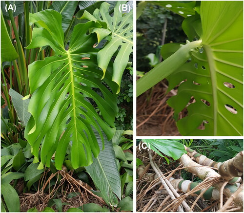 Figure 1. Monstera deliciosa Liebm. (A) Leaves with natural holes; (B) wrinkled geniculum at the petiole; (C) roots with aerial adventitious roots. All photos were taken by Yun at the Gangwon Provincial Arboretum, South Korea.