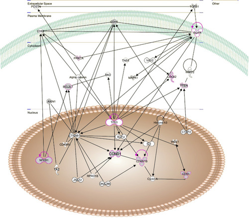 Figure 3 Protein signaling network altered in ET with CALR mutations as determined by IPA. The dysregulated proteins shaded in gray. The network was shown graphically as nodes(proteins) and edges (the biological association between the nodes). The non-colored nodes were not evaluated in this study but identified by IPA as significant nodes involved in the network. The various shaped nodes represent the functional class of the proteins.