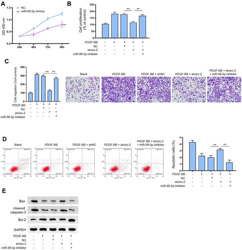 Figure 4 MiR-98-5p suppressed the PDGF-BB-stimulated proliferation and migration of ASMCs. (A) Viability of ASMCs after transfection with miR-98-5p mimics was determined by CCK-8. (B, C) CCK-8 assay and Transwell assay to determine viability and migration of ASMCs treated with PDGF-BB, shcircERBB2 and miR-98-5p inhibitors. Histogram showed the portion of viable or migrated cells. (D) Flow cytometry to detect cell migration. Histogram showed the portion of apoptotic cells. (E) The expression of Bax, cleaved caspase-3, and Bcl-2 was measured by Western blot analysis. **p < 0.01.