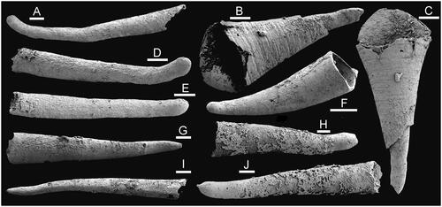 Figure 5. Hyolith conchs from the Bystraya Formation, sample У2, Uslon section, Georgievka, eastern Transbaikalia. A, D, E, Neogloborilus applanatus Qian & Zhang, Citation1983. A, E, PMU 39298, lateral and dorsal views. D, PMU 39299, lateral view. B, C, Microcornus? delicatus He & Pei in He et al., Citation1984, PMU 39300. F, Conotheca mammilata Missarzhevsky in Rozanov et al., Citation1969, PMU 39240. G, I, ‘Conotheca’ tenuis Missarzhevsky, Citation1989, PMU 39301. H, J, Neogloborilus cf. spinatus (Qian & Xiao, Citation1984). H, PMU 39302. J, PMU 39303. Scale bars: 100 µm, except F (200 µm).