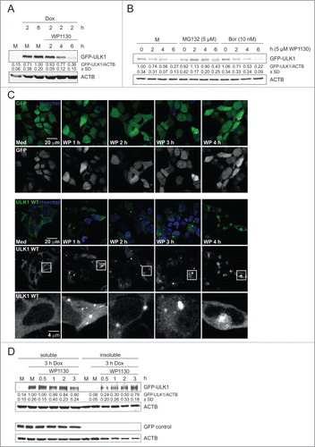 Figure 1 (See previous page). WP1130 induces transfer of GFP-ULK1 to aggresomes. (A) After induction of GFP-ULK1 expression with doxycycline (Dox) for indicated times, Flp-In™ T-REx™ 293 GFP-ULK1 cells were left untreated (M) or treated with 5 µM WP1130 for 2, 4 or 6 h. Equal protein amounts of cleared cellular lysates were subjected to anti-ULK1 and anti-ACTB/β-actin immunoblotting. (B) After induction of GFP-ULK1 expression with Dox for 3 h, cells were left untreated (M) or treated with 5 µM MG132 or 10 nM bortezomib (Bor), respectively. After 30 min, cells were either lysed directly (0) or 5 µM WP1130 was added for 2, 4, or 6 h. Subsequently cells were lysed and cleared cellular lysates were separated by SDS-PAGE and analyzed by immunoblotting using antibodies against ULK1 and ACTB/β-actin. (C) After induction of GFP-only (upper panels) or GFP-ULK1 (lower panels) expression with Dox for 3 h, Flp-In™ T-REx™ 293 cells were treated for indicated times with 5 µM WP1130 and analyzed by confocal laser scanning microscopy. For GFP-ULK1 expressing cells, zoomed insets are displayed. The GFP-only or GFP-ULK1 signal is displayed in green and the Hoechst signal in blue in the merged images. (D) After induction of GFP-ULK1 or GFP-only expression with Dox for 3 h, Flp-In™ T-REx™ 293 cells were treated with 5 µM WP1130 for the indicated intervals. Following WP1130 treatment, detergent-soluble and -insoluble fractions were prepared and analyzed for ULK1, GFP, and ACTB/β-actin levels by immunoblotting. (A, B and D) Data shown are representative of at least 3 independent experiments. Fold changes were calculated by dividing each normalized ratio (protein to loading control) by the average of the ratios of the control lane (control lane: fold change = 1.00, n ≥ 3). Results are mean ± SD and are given below the corresponding blots.