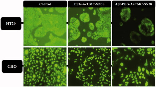 Figure 7. Fluorescent microscopy images showing the cytotoxic effect of different groups compared to control in HT-29 cells as CD133 positive cells and in CHO cells as CD133 as negative cells.