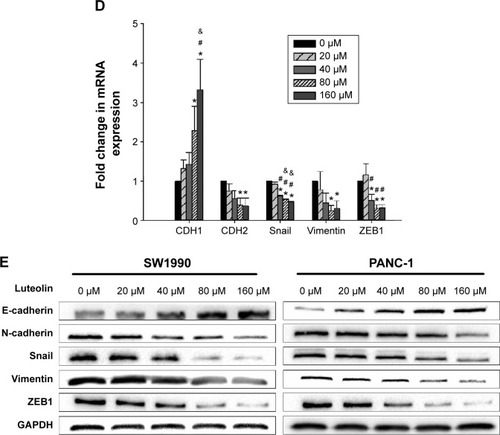 Figure 1 Luteolin decreases cell viability and inhibits EMT of PANC-1 and SW1990 cells in a dose-dependent manner.