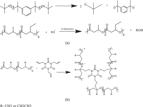 Scheme 3. Possible free radical reaction of PHBV with DB and TAIC