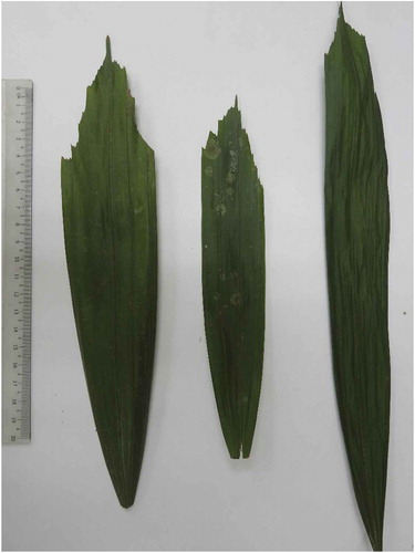 Figure 16. Leaflets of K. scortechinii.