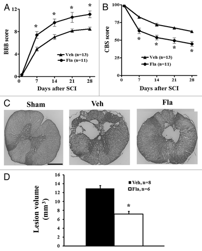 Figure 3. Delayed systemic treatment of flavopiridol improves functional recovery and reduces lesion volume after SCI. Both BBB (A) and CBS (B) behavioral tests showed greater functional recovery in flavopiridol treated rats. The BBB (0 = paralysis; 21 = normal), which evaluates open field locomotion, showed a difference in recovery by the first week after moderate SCI. The CBS (100 = paralysis; 0 = normal), which evaluates overall hind limb sensory-motor deficits, indicated a significant reduction in functional deficits in the flavopiridol treated group by the first week after injury. *p <0.05 vs. vehicle group. n = 11–13/group. (C) Unbiased stereological assessment of lesion volume at 28 d post-injury was performed on GFAP/DAB stained coronal sections. Representative images showed lesion cavity at 2 mm caudal to the injury center at 4 weeks after injury. Scale bars = 500 μm. (D) Quantification analysis showed significantly reduced lesion volume in flavopiridol treated group. *p <0.05 vs. vehicle group. n = 6–8/group.